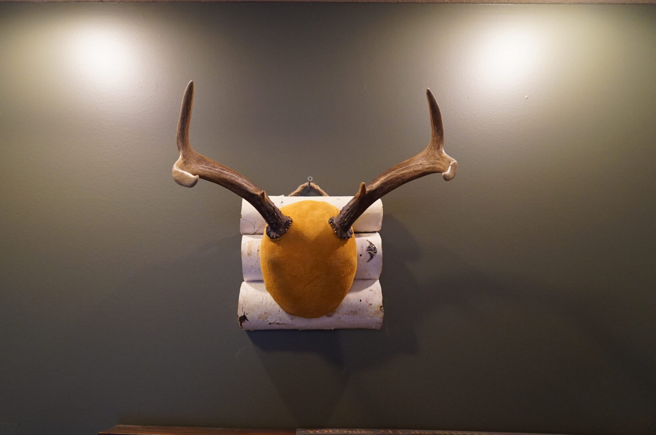 Discover the Fascinating Art of Trophy Wall Mounts: Insights